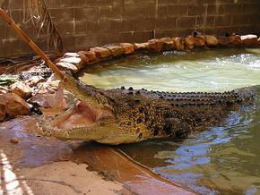 Wyndham Zoological Gardens And Crocodile Park - Accommodation Noosa 0