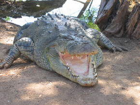 Wyndham Zoological Gardens And Crocodile Park - Accommodation Noosa 2