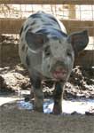 Wagga Wagga Zoo - Accommodation Noosa 0