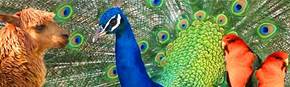 Wagga Wagga Zoo - Accommodation Noosa 1
