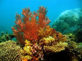 Three Islands Whale Shark Dive - Accommodation Noosa 0