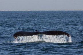 Three Islands Whale Shark Dive - Accommodation Noosa 1