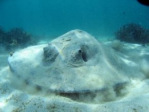 Three Islands Whale Shark Dive - Accommodation Noosa 2