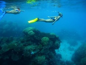 Three Islands Whale Shark Dive - Accommodation Noosa 3