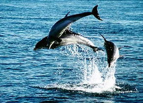 Polperro Dolphin Swims - Accommodation Noosa 1