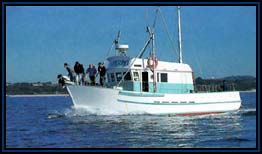 Polperro Dolphin Swims - Accommodation Noosa 2
