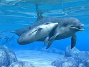 Polperro Dolphin Swims - Accommodation Noosa 3