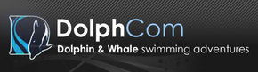 Dolphcom - Dolphin & Whale Swimming Adventures - Accommodation Noosa 0