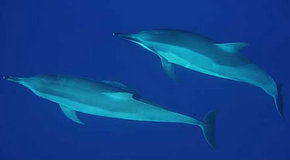 Dolphcom - Dolphin & Whale Swimming Adventures - Accommodation Noosa 3