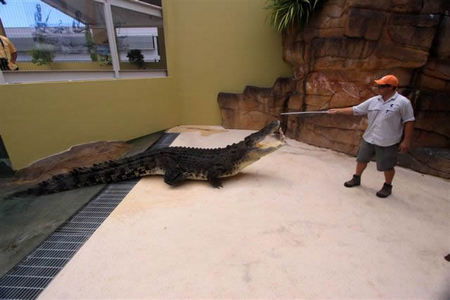 Crocosaurus Cove - Accommodation Noosa 2