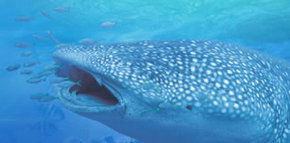 Ningaloo Blue Dive - Accommodation Noosa 1