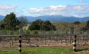 Buller View Wines - Accommodation Noosa 0
