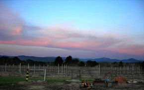 Buller View Wines - Accommodation Noosa 1