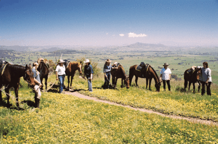 Watsons Trail Rides - Accommodation Noosa 1