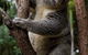 Currumbin Wildlife Sanctuary - thumb 1