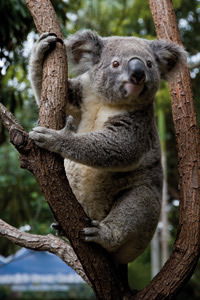 Currumbin Wildlife Sanctuary - Accommodation Noosa 1