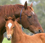 Blue Gum Farm - Accommodation Noosa
