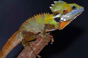 Cool Companions - Accommodation Noosa 2