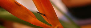 Zen Day Spa - Accommodation Noosa 0