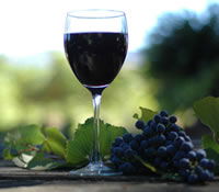 Lion Mill Vineyards - Accommodation Noosa 0