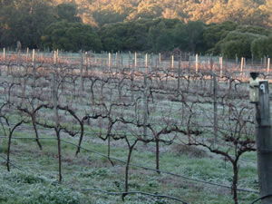 Lion Mill Vineyards - Accommodation Noosa 1