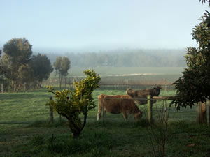 Lion Mill Vineyards - Accommodation Noosa 2