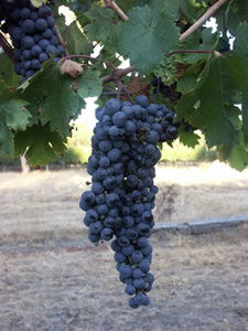 Lion Mill Vineyards - Accommodation Noosa 3