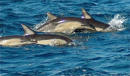 Dolphin Swim Australia - Accommodation Noosa 0