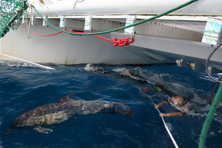 Dolphin Swim Australia - Accommodation Noosa 1