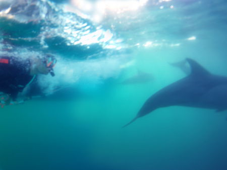 Dolphin Swim Australia - Accommodation Noosa 2