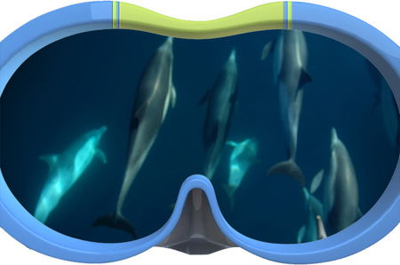 Dolphin Swim Australia - Accommodation Noosa 3