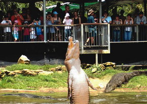 Crocodylus Park - Accommodation Noosa 2