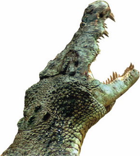 Crocodylus Park - Accommodation Noosa 3
