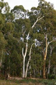 Heysen - The Cedars - Accommodation Noosa 2