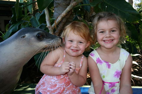 Dolphin Marine Magic - Accommodation Noosa 0