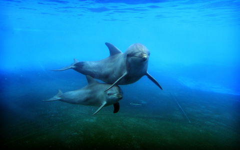 Dolphin Marine Magic - Accommodation Noosa 4