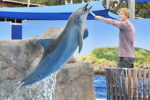 Dolphin Marine Magic - Accommodation Noosa 7