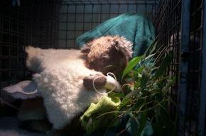Jirrahlinga Koala & Wildlife Sanctuary - Accommodation Noosa 3