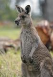 Jirrahlinga Koala & Wildlife Sanctuary - Accommodation Noosa 4