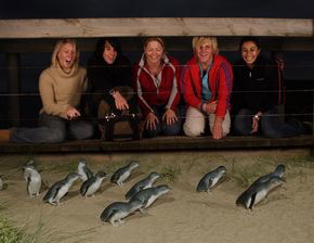 Phillip Island Penguin Parade - Accommodation Noosa 4