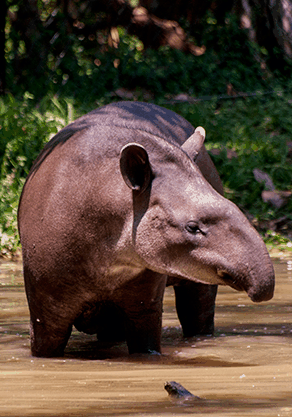 Alma Park Zoo - Accommodation Noosa 4
