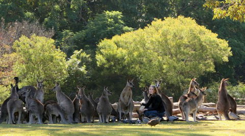 Lone Pine Koala Sanctuary - Accommodation Noosa 1