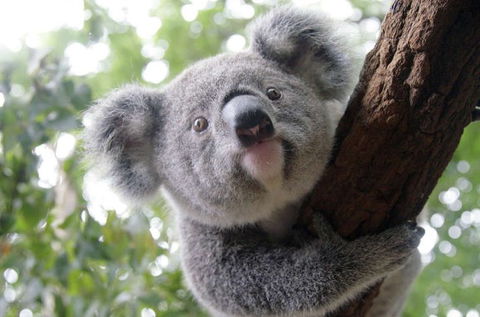 Lone Pine Koala Sanctuary - Accommodation Noosa 3