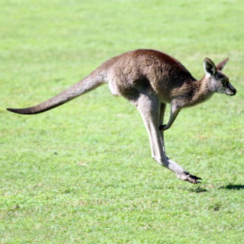 Lone Pine Koala Sanctuary - Accommodation Noosa 4
