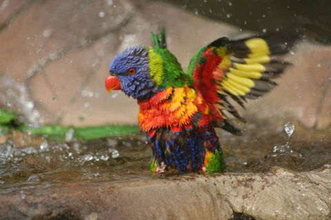 Lone Pine Koala Sanctuary - Accommodation Noosa 5