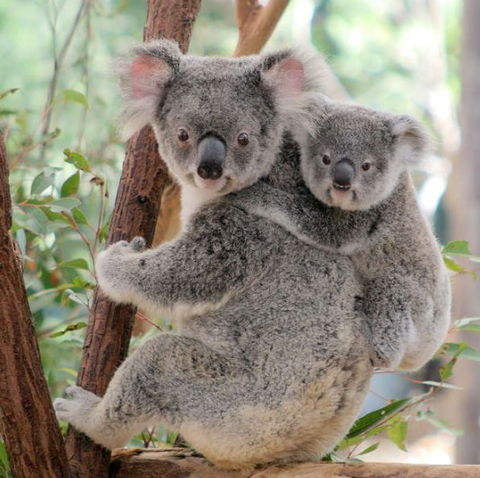 Lone Pine Koala Sanctuary - Accommodation Noosa 6