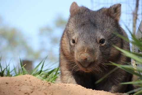 Lone Pine Koala Sanctuary - Accommodation Noosa 7