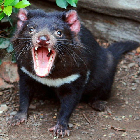 Lone Pine Koala Sanctuary - Accommodation Noosa 8