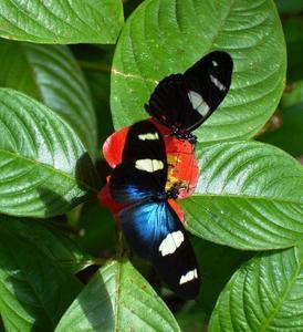 Butterfly Farm - Accommodation Noosa 4