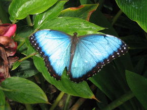 Butterfly Farm - Accommodation Noosa 5
